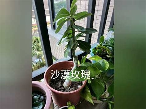 東邊陽台植物|陽台